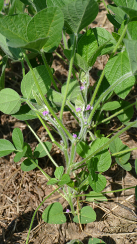 Double-crop soybean stage 9-7_Eric Anderson.png